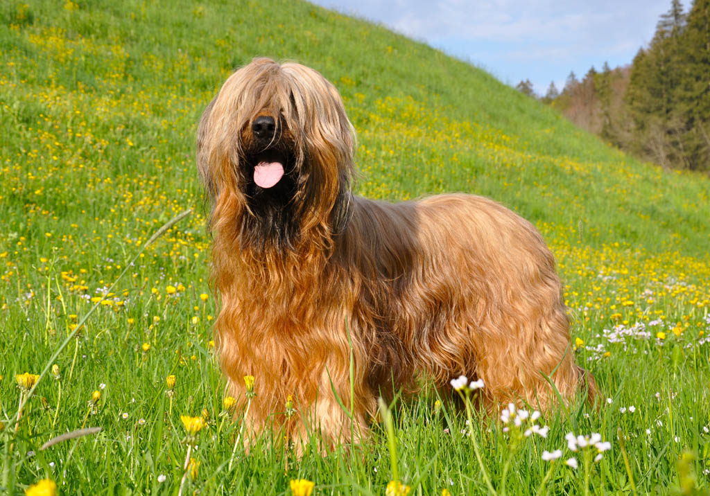 The Briard: A Loyal and Intelligent Companion 4 History Of Briard