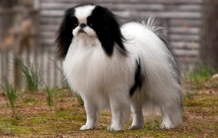 National Dog Show Japanese Chin National Dog Show Japanese Chin