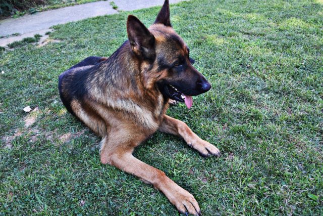 German Shepherd