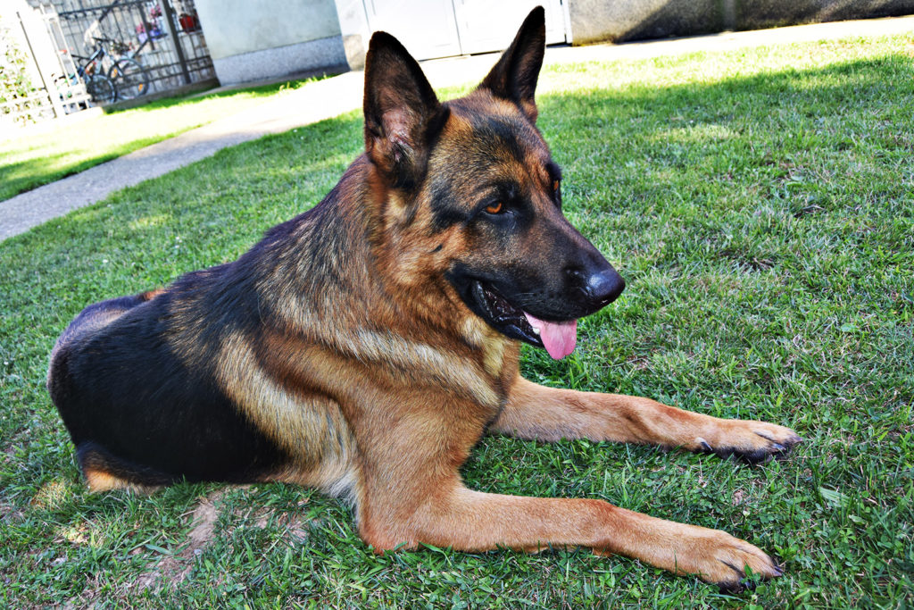 Top 10 Shepherd Dog Breeds - All About Dogs