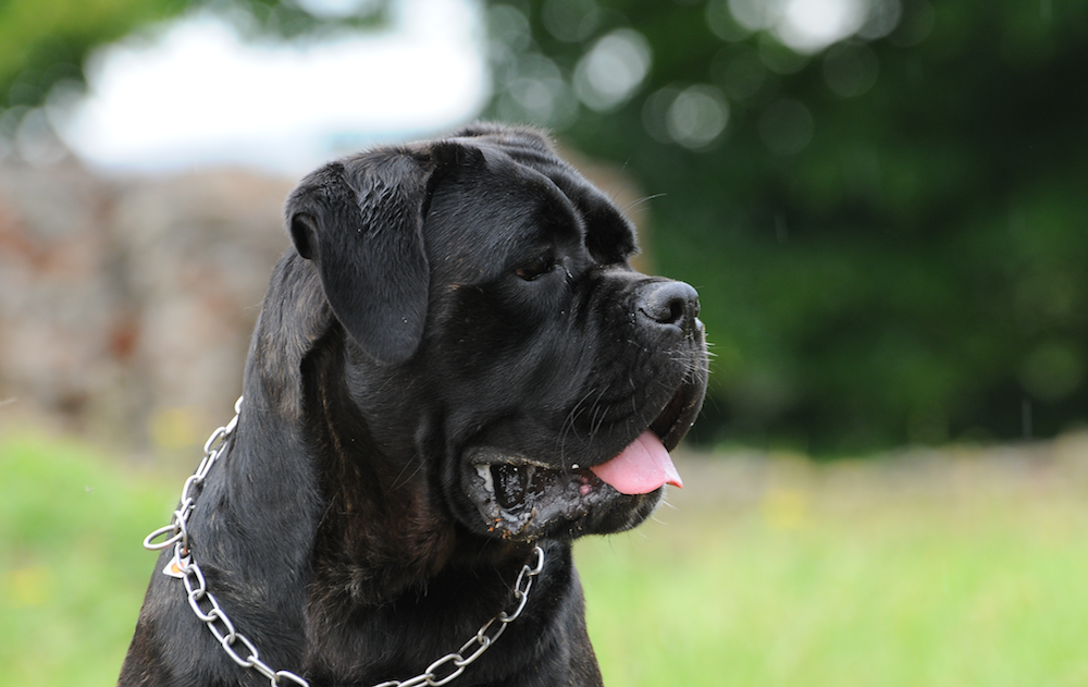 27 Cane Corso Dog Joyful Puppy