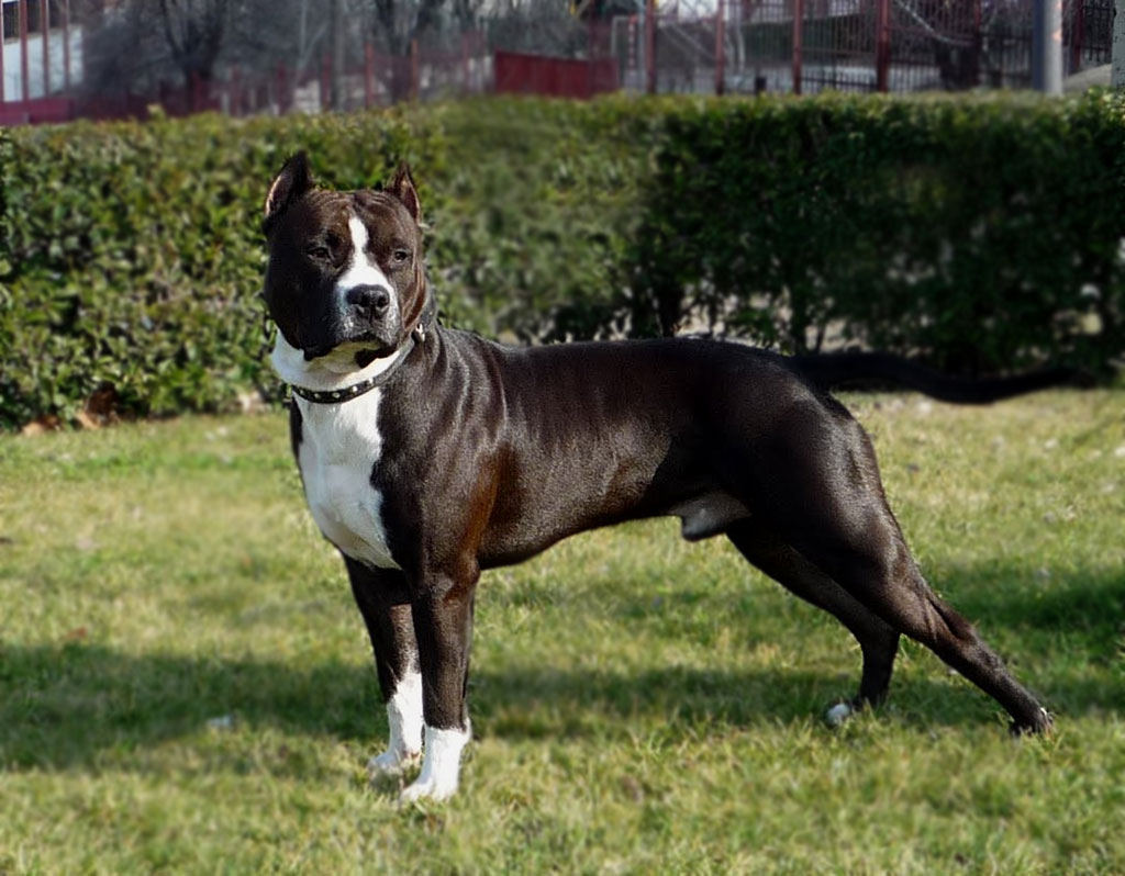 American Staffordshire Terrier All About Dogs