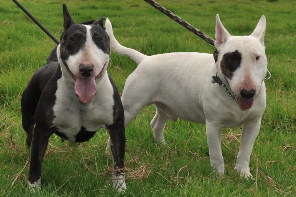 Bull Terrier Dog Breed Information - AllAboutDogs.Net