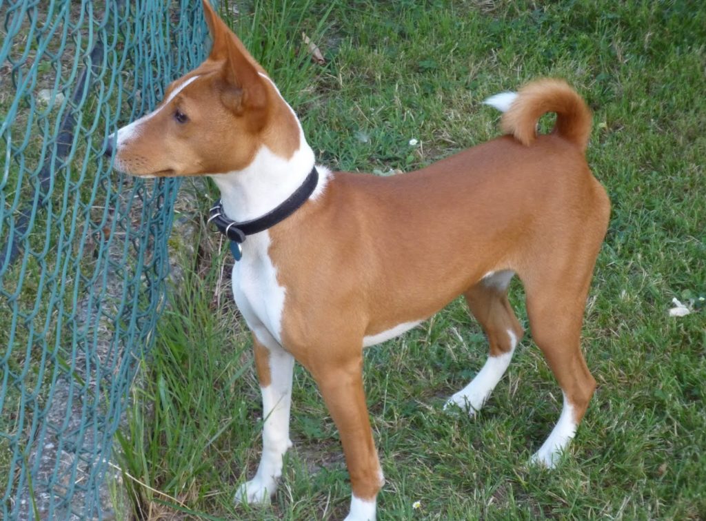 Basenji Dog Breed Information All About Dogs