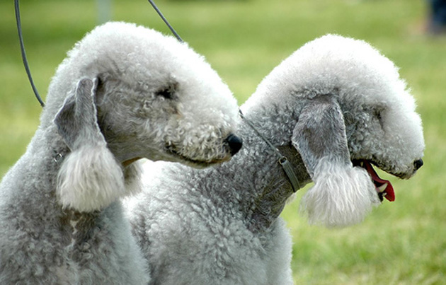 Small Airedale Looking Dogs Small Airedale Looking Dogs
