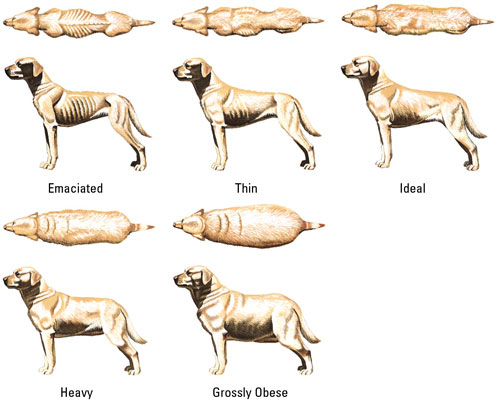 How Much Should Your Dog Weigh? - All About Dogs