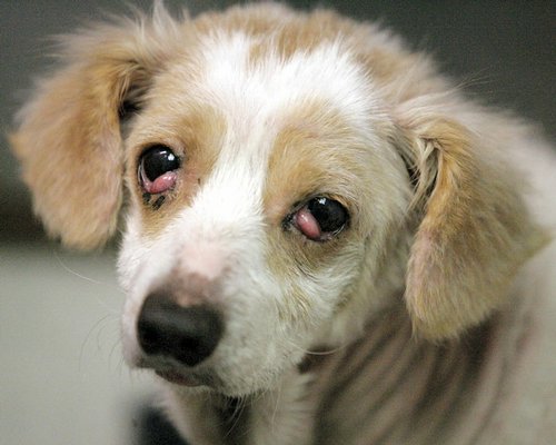 Cherry Eye In Dogs | All About Dogs. Net