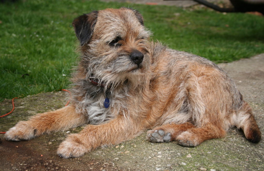 hansa border terrier