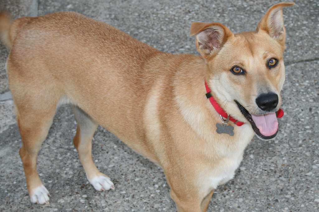 Canaan Dog Breed Information and Pictures - All About Dogs