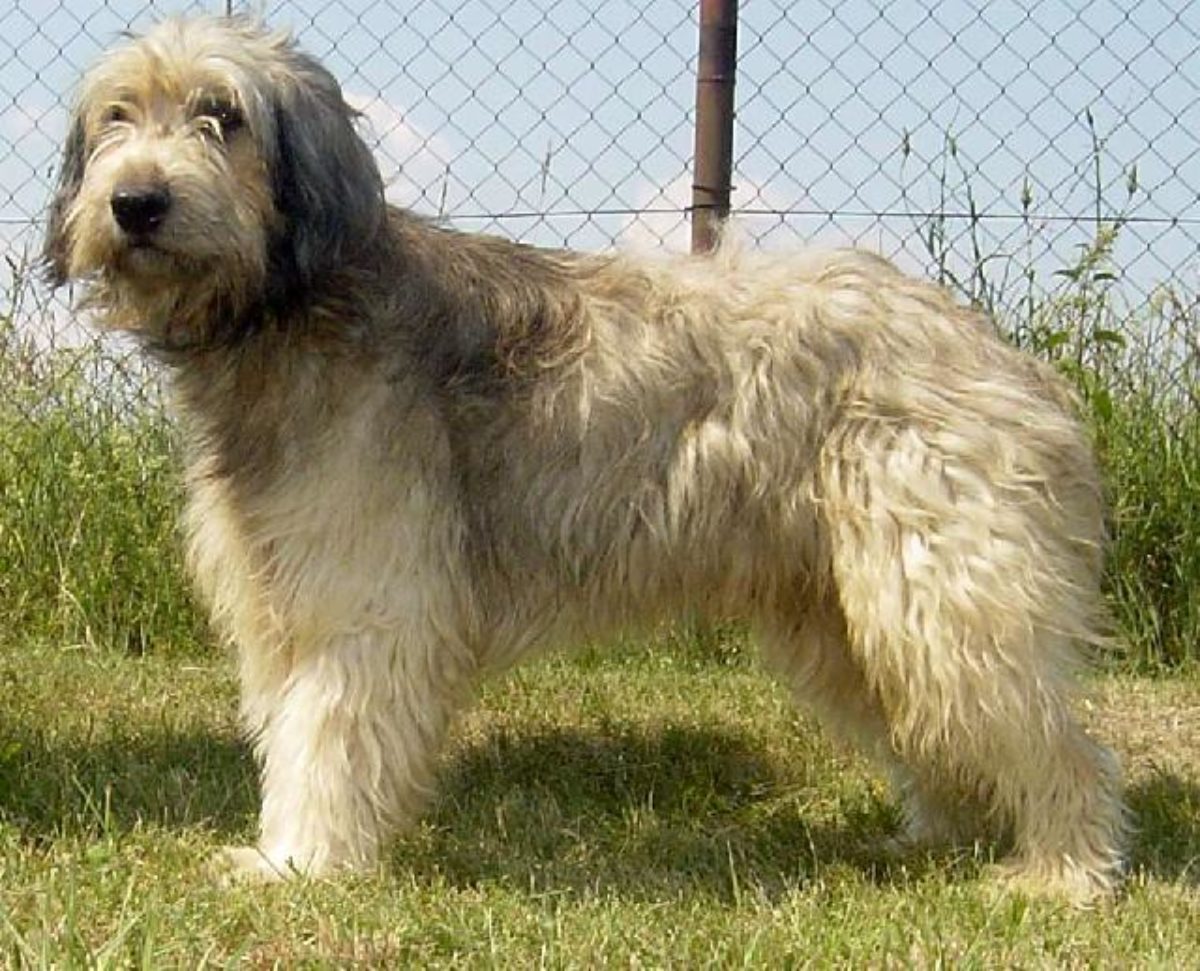 Catalan Sheepdog Dog Breed Information All About Dogs