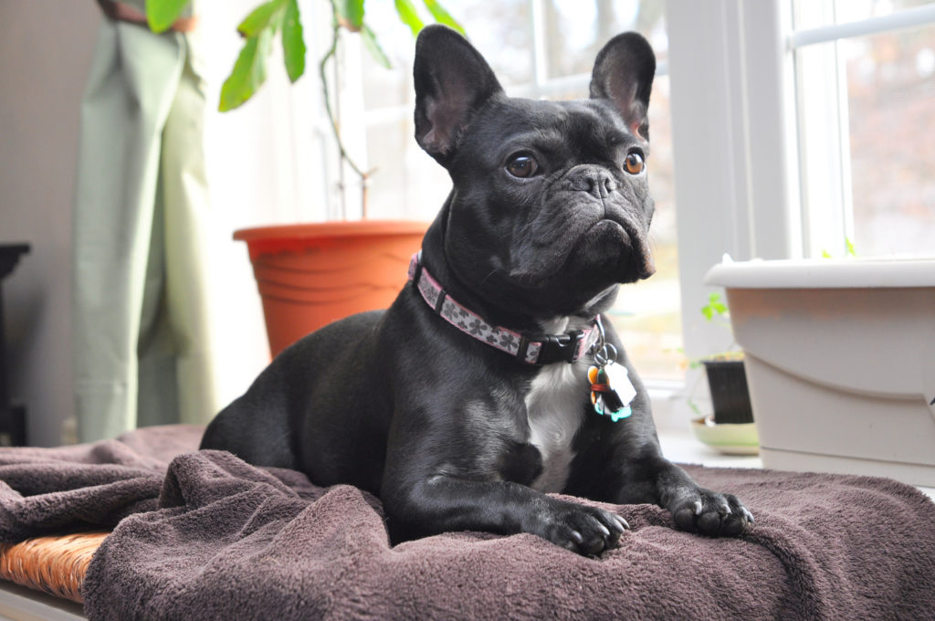 French Bulldog Dog Breed Information All About Dogs