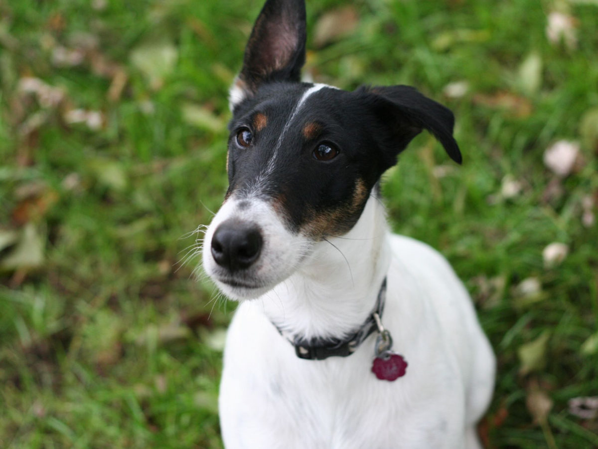 Smooth Fox Terrier Dog Breed Information All About Dogs