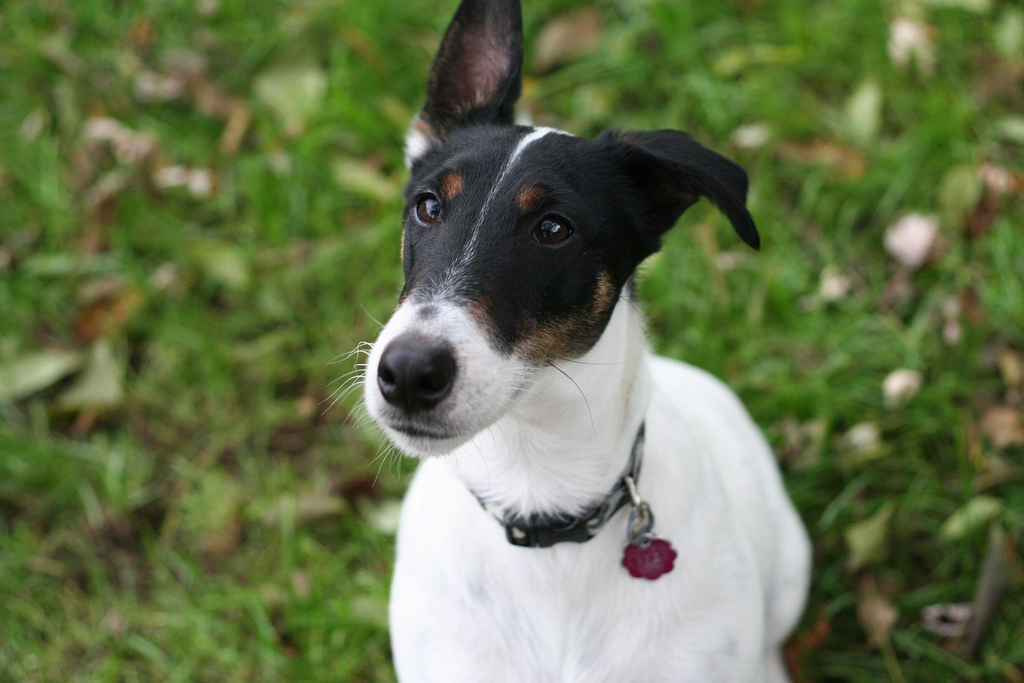 Smooth Fox Terrier Dog Breed Information - All About Dogs