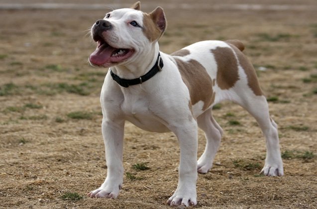 Pitbull Dog Breed Information - AllAboutDogs.Net Pitbull Dog Breed Information - AllAboutDogs.Net