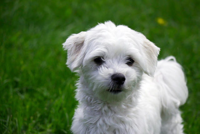 Curly Haired Dogs Awesome Dogs All About Dogs