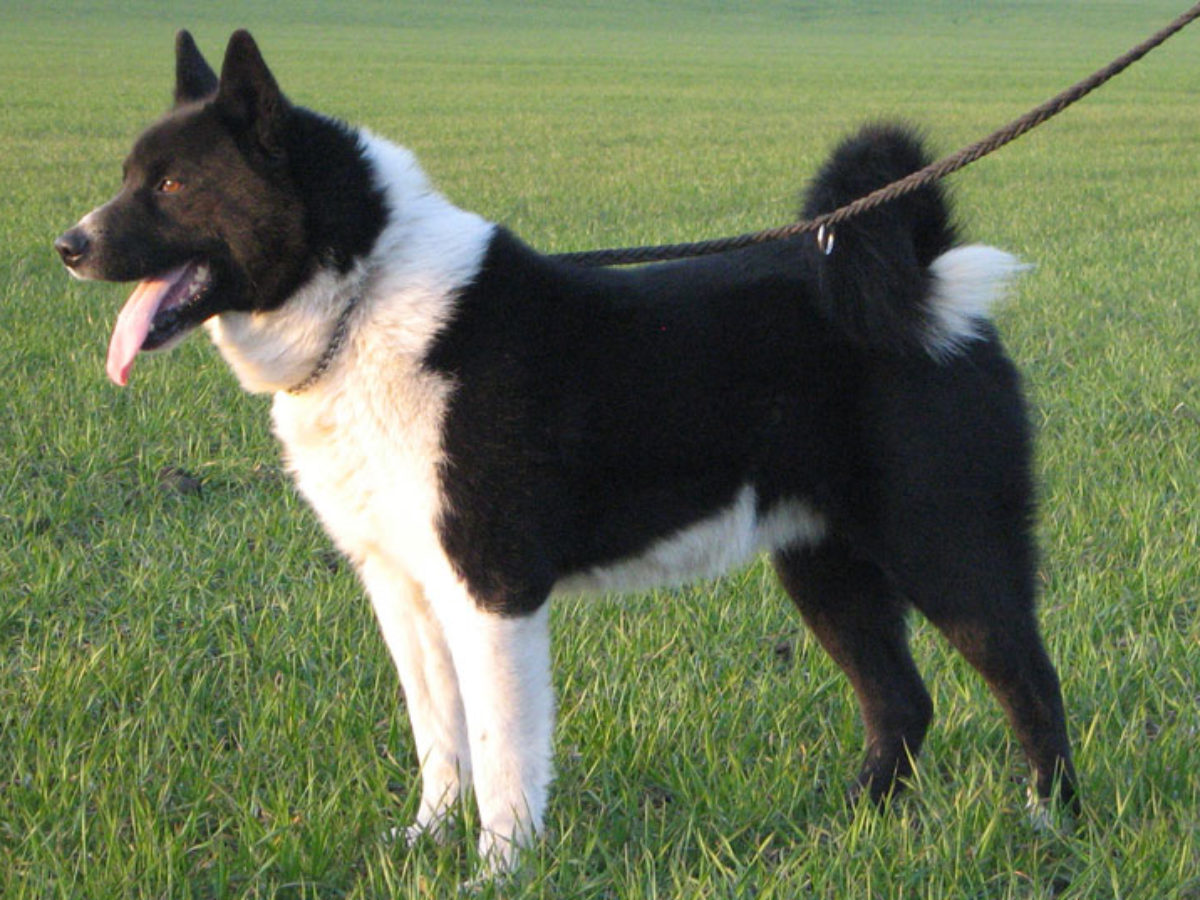 Karelian Bear Dog Breed Information All About Dogs