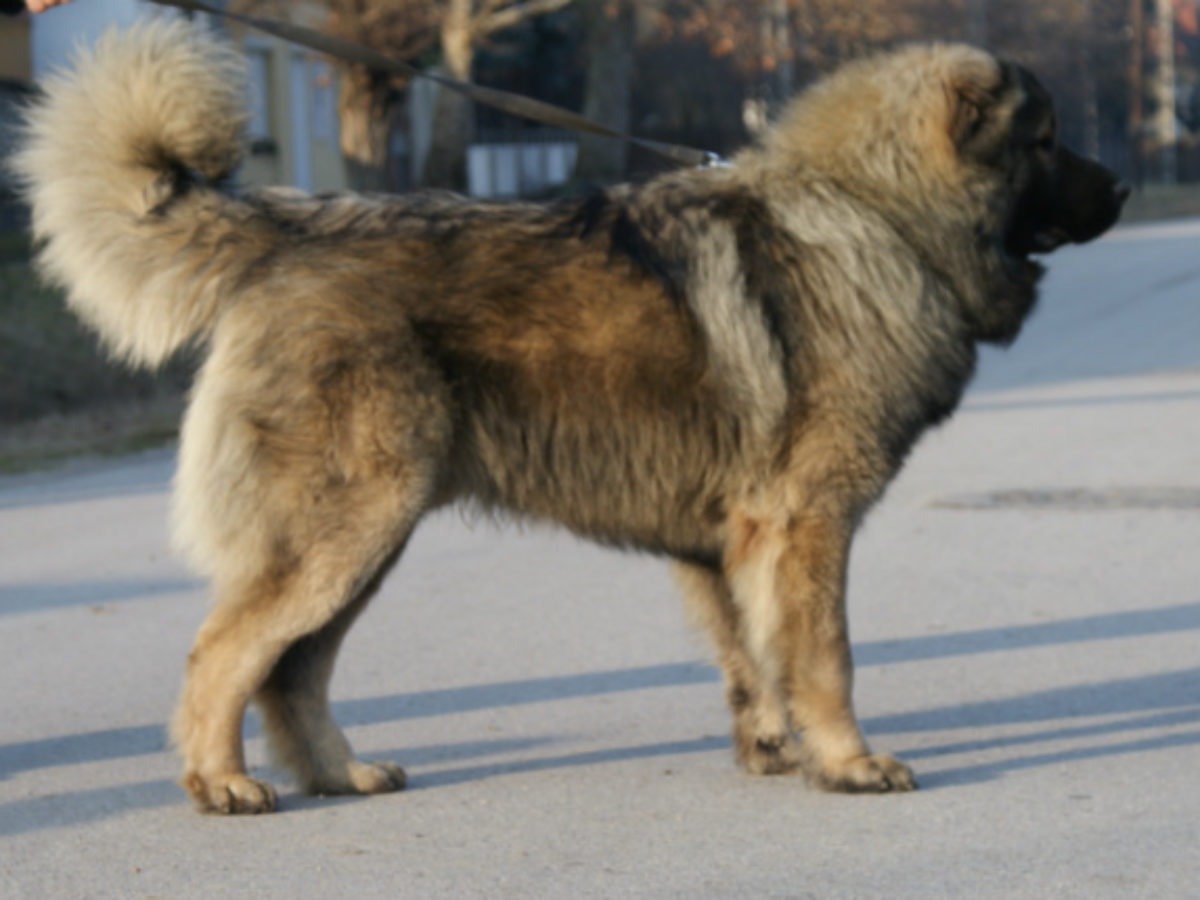 caucasian shepherd dog height