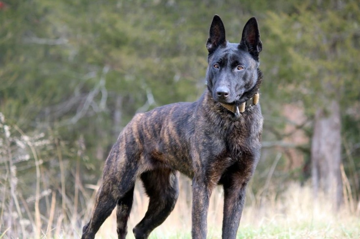 Dutch Shepherd Dog Breed Information - All About Dogs