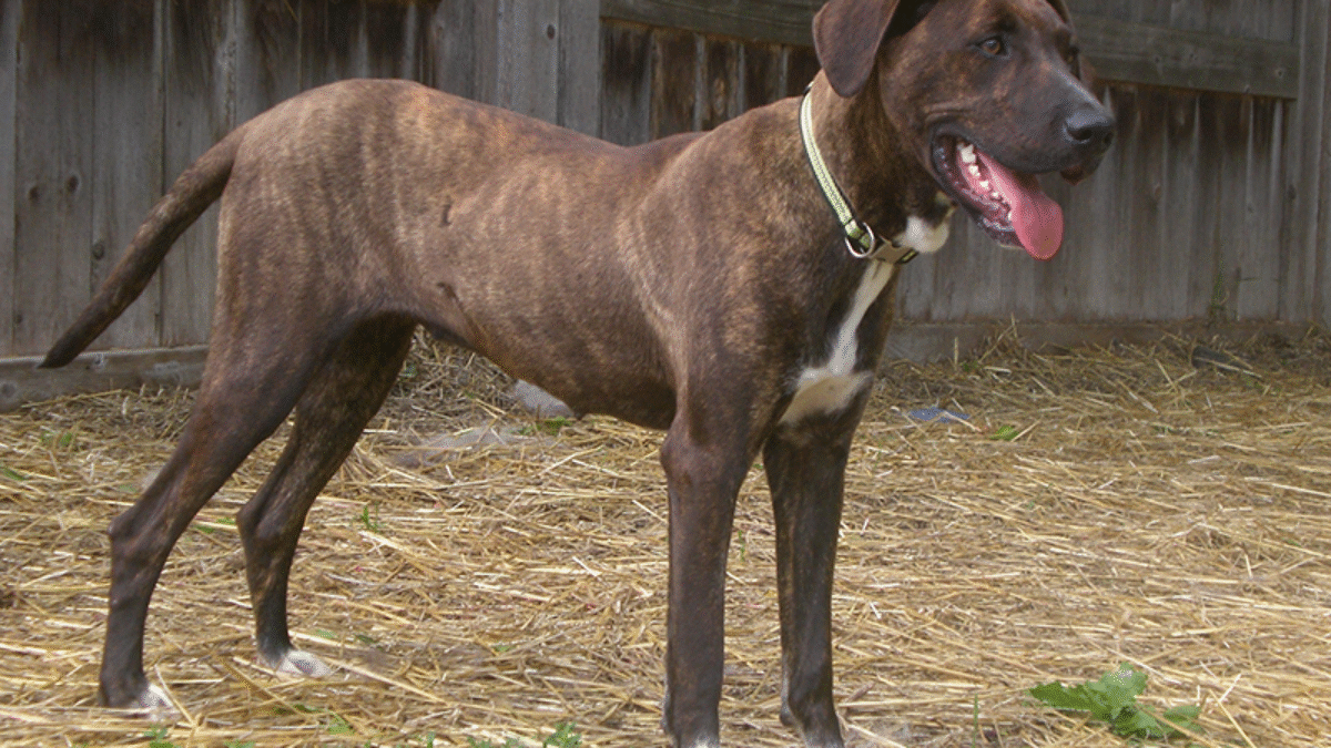 breeds are mountain curs hypoallergenic