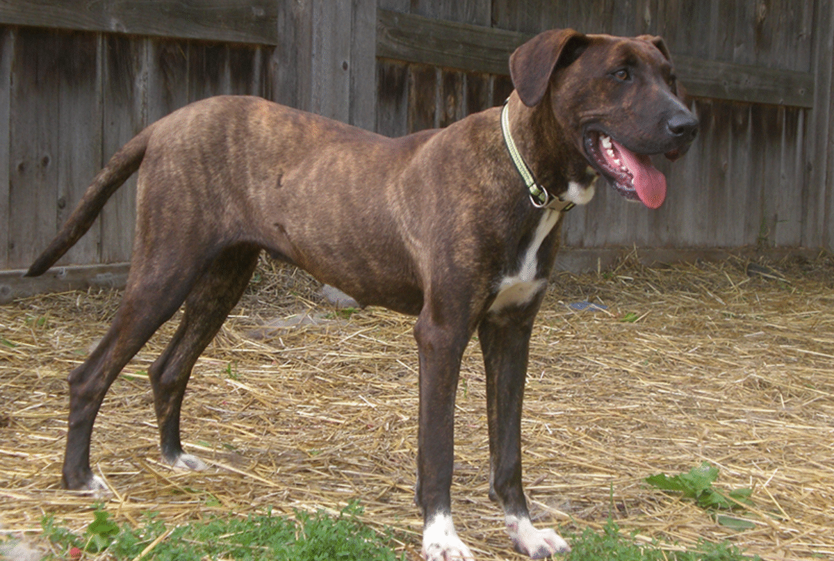 american cur dog