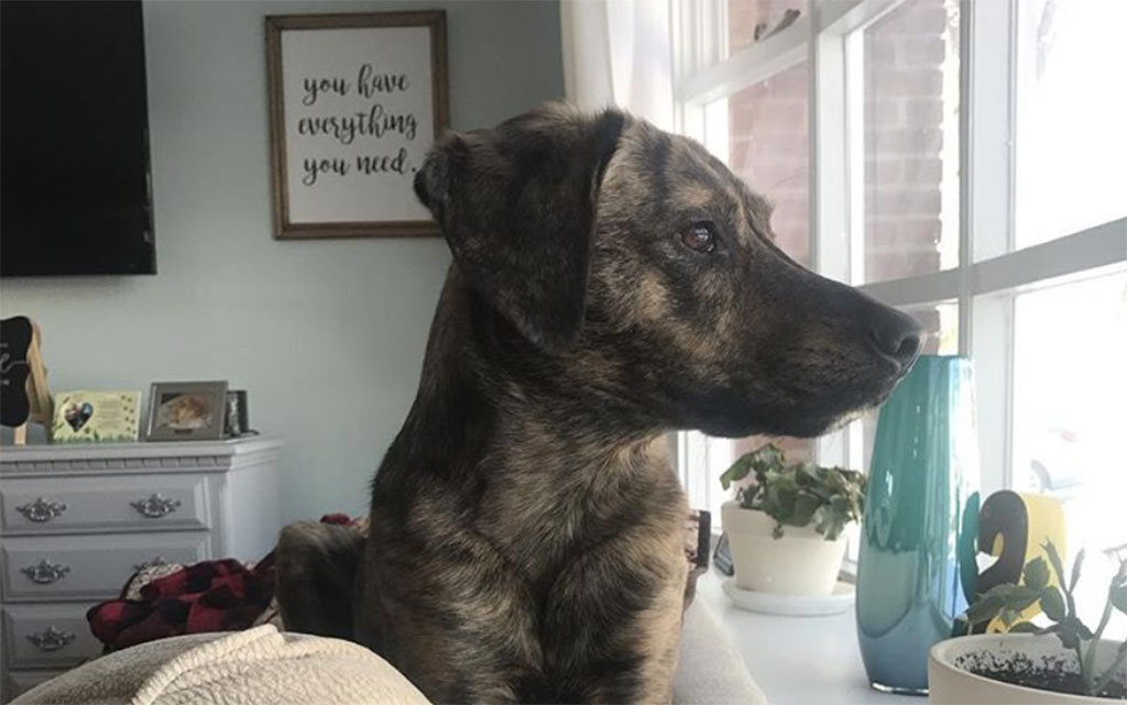 tennessee treeing dog