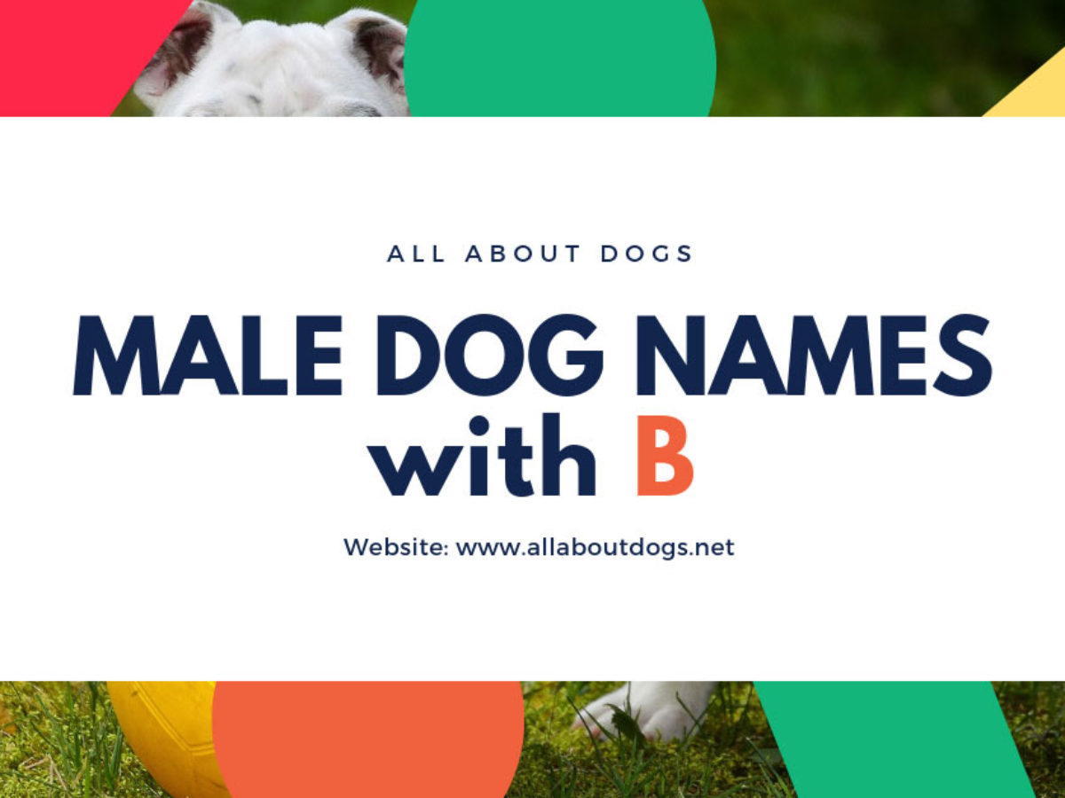Male Dog Names A and B