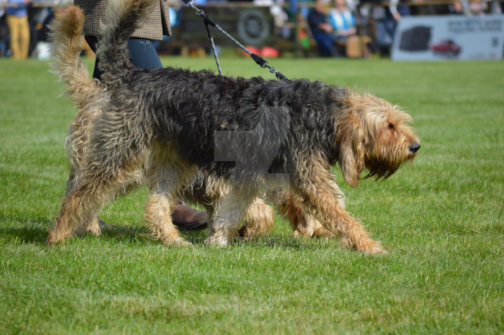 Otterhound