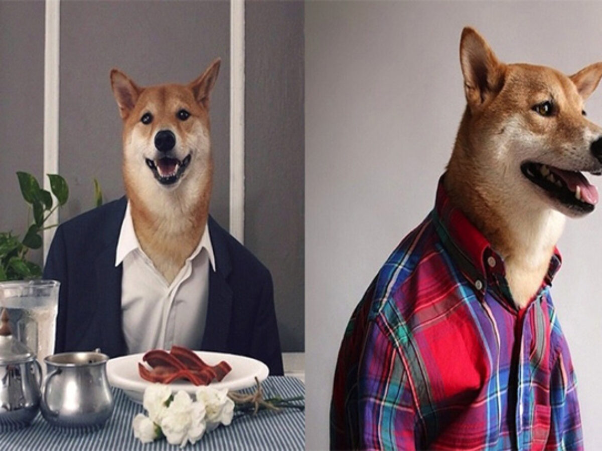 Awesome Funny Dogs Really Amazing All About Dogs