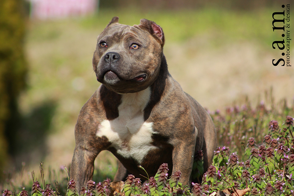American Bully Dog Breed Information All About Dogs