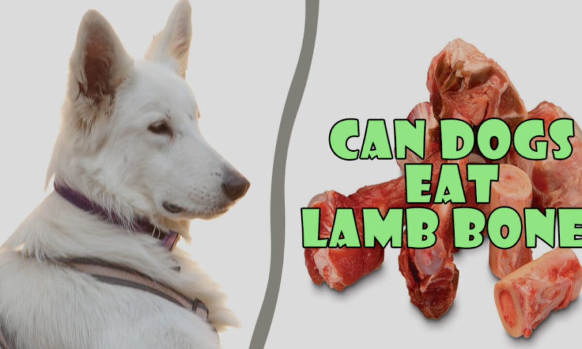 Can my dog eat lamb bones