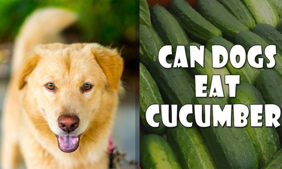 Can Chihuahuas Eat Cucumbers