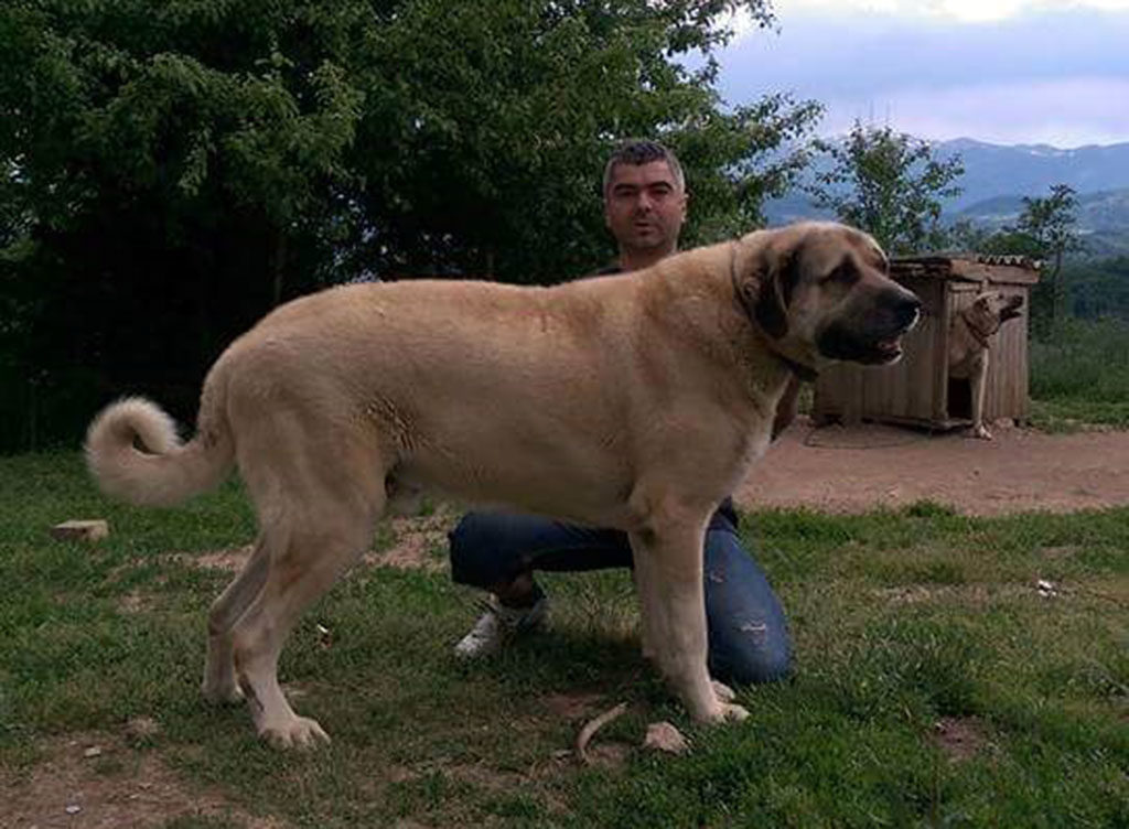Kangal size and weight