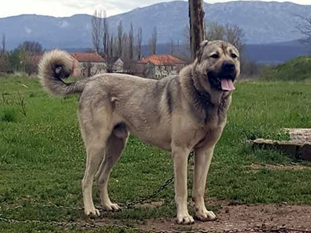 Kangal Dog Breed Information +50 HD Pictures - All About Dogs