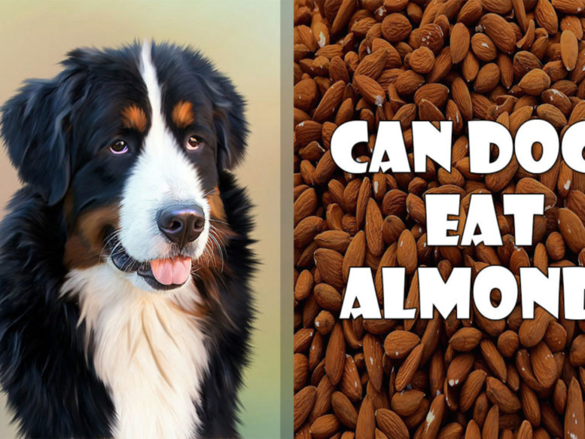 dogs eat almonds
